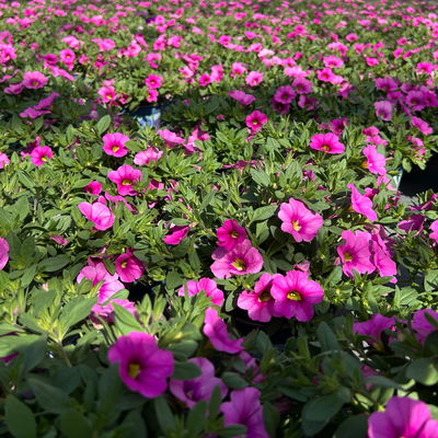 Zauberglöckchen 'Pink', pink, Topf-Ø 13 cm, 6 Pflanzen