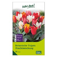 Botanische Tulpen Prachtmischung 50 Blumenzwiebeln