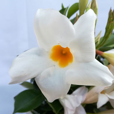 Dipladenie 'Trio' bunt, Doppelbogen, TopfØ 17cm,  Höhe ca. 70cm