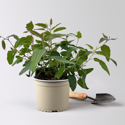 Zitronen-Eukalyptus, Busch, Topf-Ø 17 cm, 2 Pflanzen Zitronen-Eukalyptus, Busch, Topf-Ø 17 cm, 2 Pflanzen