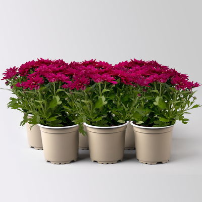 Chrysanthemen 'Swifty', lila, Topf-Ø 10,5 cm, 6 Pflanzen Chrysanthemen 'Swifty', lila, Topf-Ø 10,5 cm, 6 Pflanzen