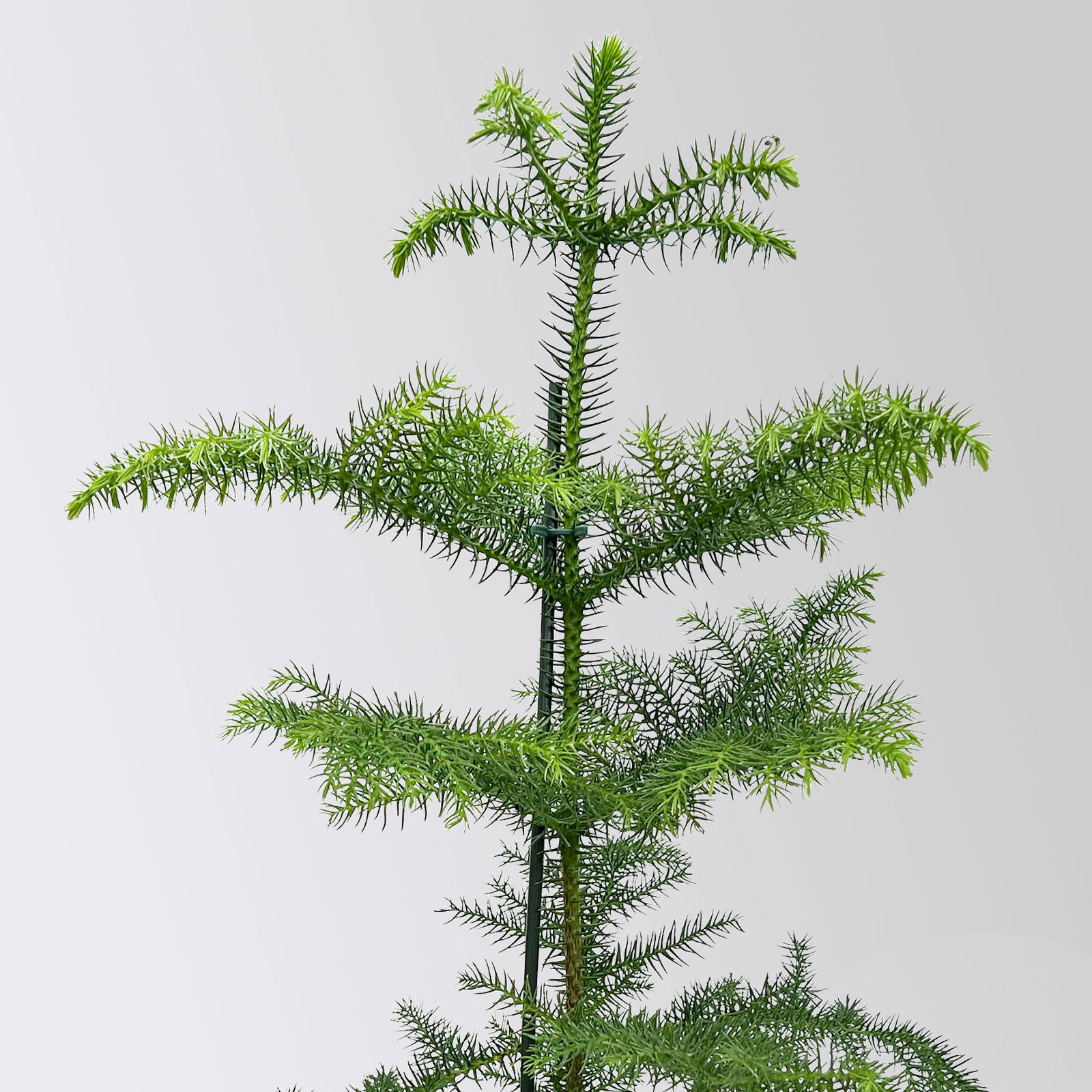 Zimmertanne, Topf-Ø 14 cm, Höhe ca. 50 cm, 2 Pflanzen