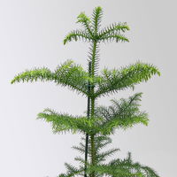 Zimmertanne, Topf-Ø 14 cm, Höhe ca. 50 cm, 2 Pflanzen