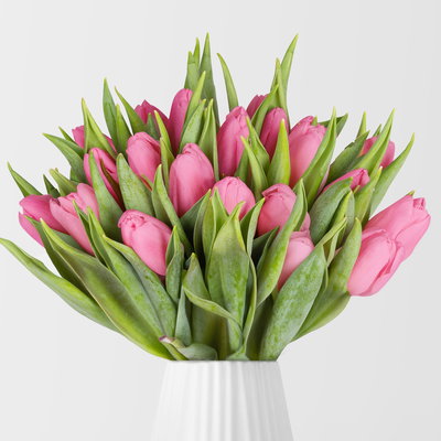 30 rosa Tulpen 30 rosa Tulpen