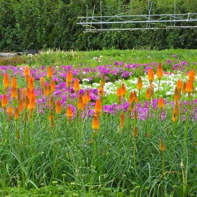 Fackellilie, Farbe zufällig, Topf-Ø ca. 19 cm