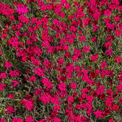 Bio Dianthus deltoides rot, Topf 11x11 cm