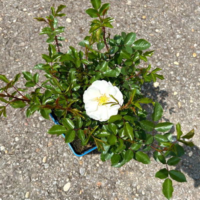 Bodendeckerrose 'Schneeflocke®', weiß, Topf 3 Liter, 4 Pflanzen