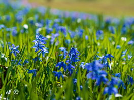 Blaustern Blaustern