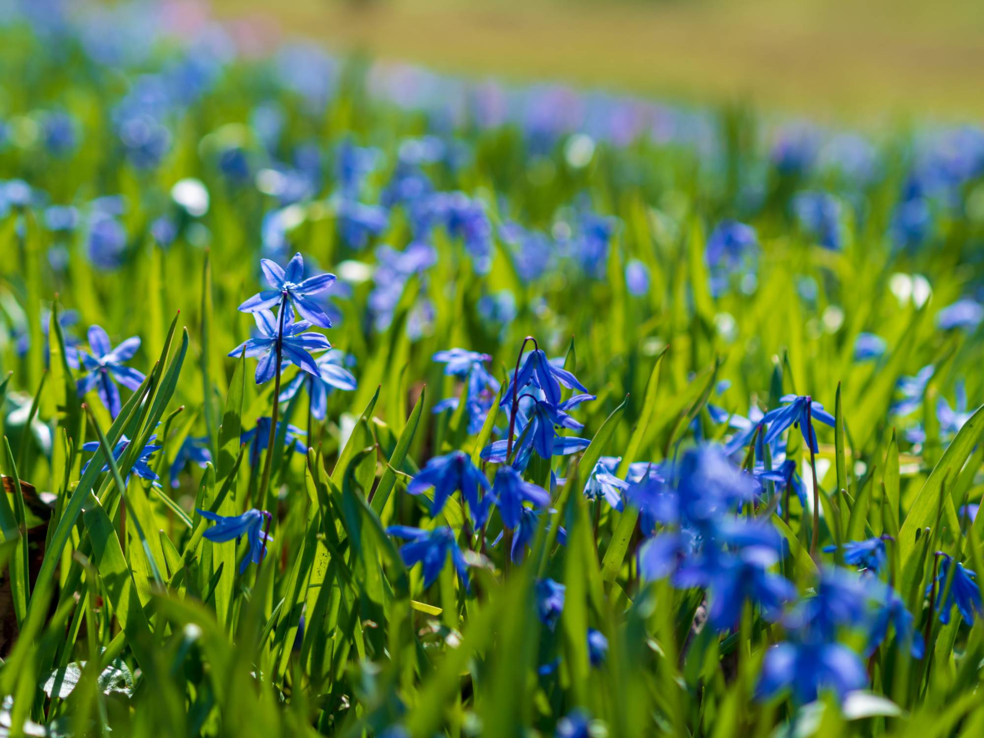 Blaustern Blaustern