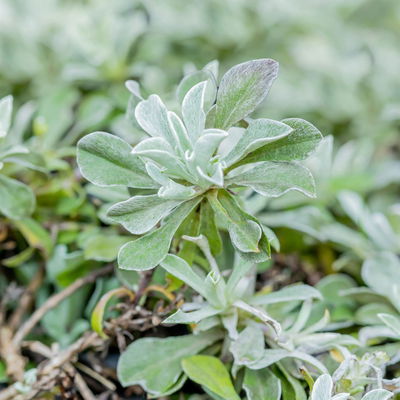 Katzenpfötchen, weiß, Topf-Ø 13 cm, 6er-Set