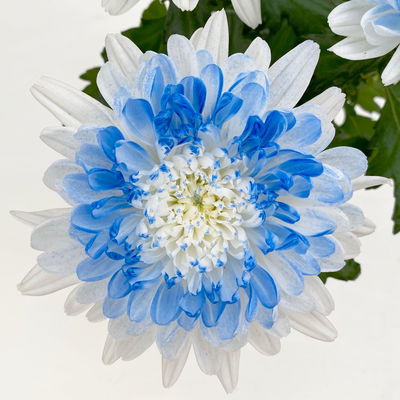 Chrysantheme 'Zembla Make-Upz® Heart Mix, Farben zufällig, Topf-Ø 13 cm, 3er-Set Chrysantheme 'Zembla Make-Upz® Heart Mix, Farben zufällig, Topf-Ø 13 cm, 3er-Set