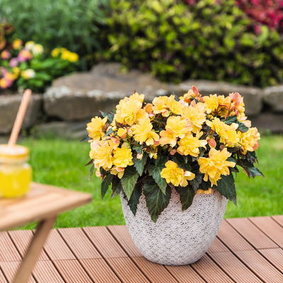 Begonie aufrecht, Farbe zufällig, Topf-Ø 13 cm, 6 Pflanzen