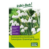 Knotenblume (Leucojum Gravety Giant) weiß, 5 Blumenzwiebeln