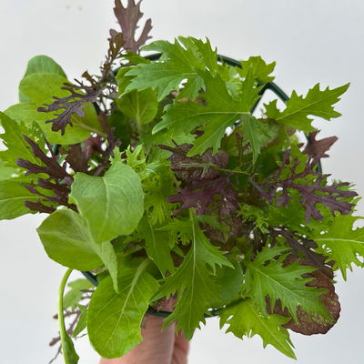 Bio Babyleaf-Salat, Topf -Ø 12 cm