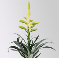 Tillandsie oerstediana, gelb, im Übertopf Vibes gelb, Topf-Ø 12 cm Tillandsie oerstediana, gelb, im Übertopf Vibes gelb, Topf-Ø 12 cm