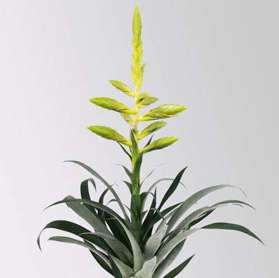 Tillandsie oerstediana, gelb, im Übertopf Vibes gelb, Topf-Ø 12 cm Tillandsie oerstediana, gelb, im Übertopf Vibes gelb, Topf-Ø 12 cm