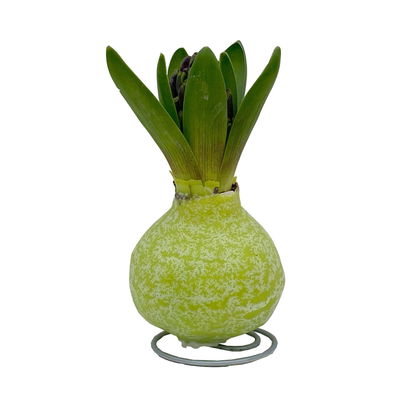 Hyazinthe in Wachs, Wachs und Blüte zufällig, grün, 4 Stück Hyazinthe in Wachs, Wachs und Blüte zufällig, grün, 4 Stück