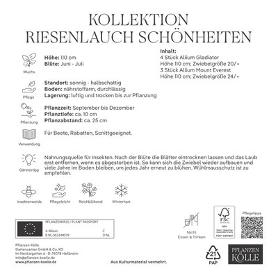 XXL Allium Mischung 'Riesenlauch Schönheiten', weiß, lila, 7 Blumenzwiebeln