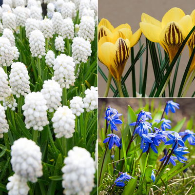 Zwiebelpflanzen-Set Farbenfreude, blau-weiß-gelb, Topf-Ø 10 cm, 9 Pflanzen Zwiebelpflanzen-Set Farbenfreude, blau-weiß-gelb, Topf-Ø 10 cm, 9 Pflanzen
