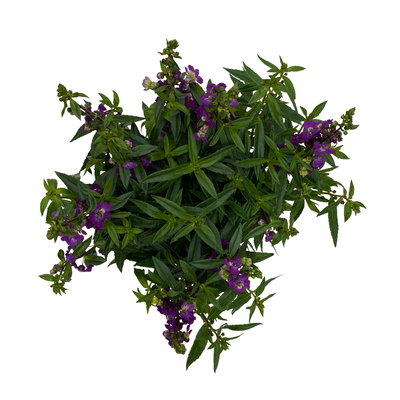 Angelonia lilablau, Topf-Ø 12 cm, 6er-Set