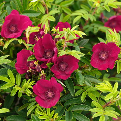 Kleinstrauchrose 'Strandperle® Norderney', purpur, Topf 5 Liter Kleinstrauchrose 'Strandperle® Norderney', purpur, Topf 5 Liter