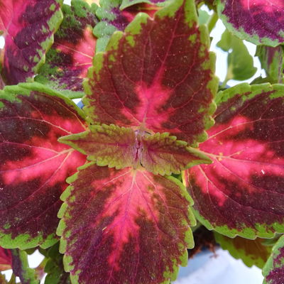 Buntnessel 'Hollywood Boulevard', dunkelrot-pink-grün, Topf-Ø 12 cm, 6 Pflanzen