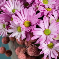 Chrysanthemen 'Rainbow Rosy' rosa-weiß, Topf-Ø 14 cm, 4 Pflanzen