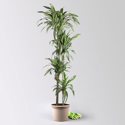 Duftender Drachenbaum 'Ulises', Topf-Ø 27 cm, Höhe ca. 170 cm Duftender Drachenbaum 'Ulises', Topf-Ø 27 cm, Höhe ca. 170 cm