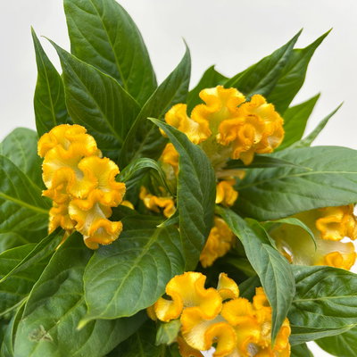 Celosia 'Tasty Twist Mix', Farben zufällig, Topf-Ø 12 cm, 6 Pflanzen Celosia 'Tasty Twist Mix', Farben zufällig, Topf-Ø 12 cm, 6 Pflanzen