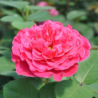 Stammrose 'Kölle's Rosensymphonie'®, Edelrose, Stammhöhe 60 cm im 7,5 Liter Topf Stammrose 'Kölle's Rosensymphonie'®, Edelrose, Stammhöhe 60 cm im 7,5 Liter Topf