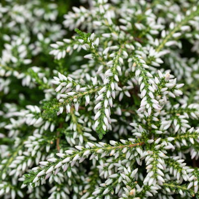 Knospenheide hängend, weiß, Topf-Ø 12 cm, 3 Pflanzen Knospenheide hängend, weiß, Topf-Ø 12 cm, 3 Pflanzen