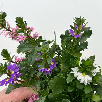 Fächerblume 'Trio', rosa-lila-weiß, Topf-Ø 12 cm, 6 Pflanzen Fächerblume 'Trio', rosa-lila-weiß, Topf-Ø 12 cm, 6 Pflanzen