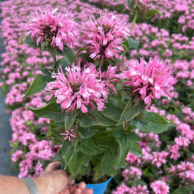 Bio Indianernessel 'Pink Lace' pink, Topf 11x11 cm, 3 Pflanzen Bio Indianernessel 'Pink Lace' pink, Topf 11x11 cm, 3 Pflanzen