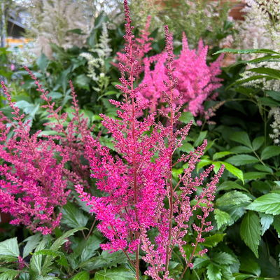 Astilbe arendsii, lila, Topf-Ø 15 cm
