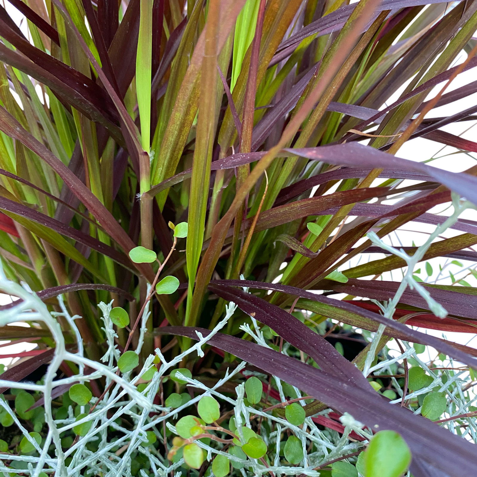 Lampenputzergras mit Calocephalus und Mühlenbeckia, Topf 23 cm Ø