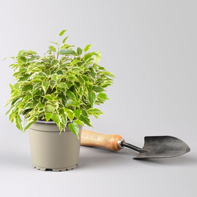 Grünpflanzen Überraschungs-Mix, Topf-Ø 11-14 cm, Höhe 15-50 cm, 6 Pflanzen Grünpflanzen Überraschungs-Mix, Topf-Ø 11-14 cm, Höhe 15-50 cm, 6 Pflanzen