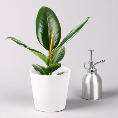 Gummibaum 'Robusta' in Topf Dallas, weiß Topf-Ø 12cm, Höhe ca. 40-45 cm, 3er-Set Gummibaum 'Robusta' in Topf Dallas, weiß Topf-Ø 12cm, Höhe ca. 40-45 cm, 3er-Set