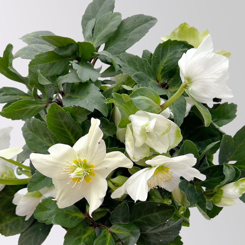 Christrose 'Advent Star', weiß, Topf-Ø 15 cm, 2 Pflanzen