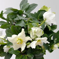 Christrose 'Advent Star', weiß, Topf-Ø 15 cm, 2 Pflanzen