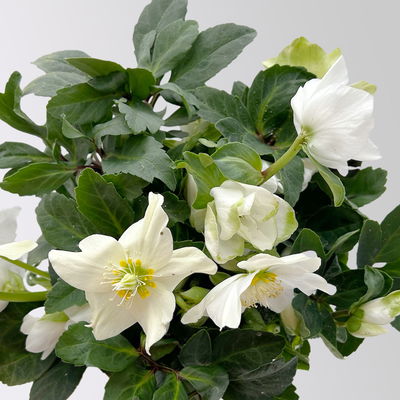 Christrose 'Advent Star', weiß, Topf-Ø 15 cm, 2 Pflanzen