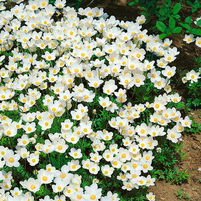 Anemone sylvestris, weiß, Topf 11x11 cm, 3 Pflanzen