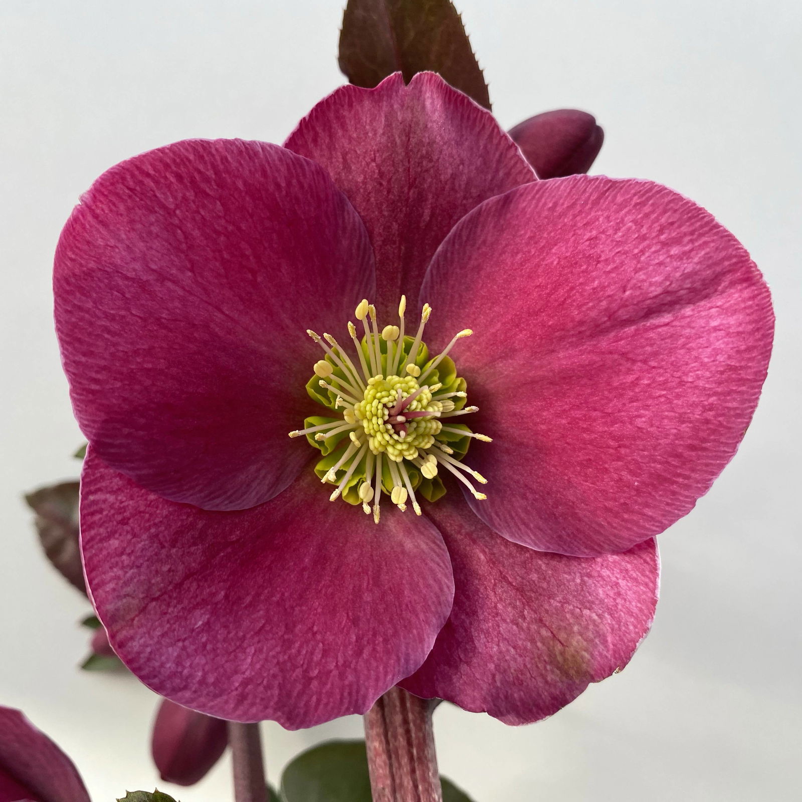 Helleborus 'Anna's Red', dunkelrot, Topf-Ø 15 cm