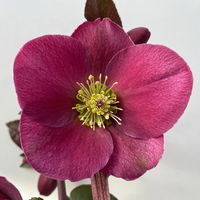 Helleborus 'Anna's Red', dunkelrot, Topf-Ø 15 cm