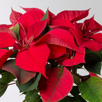 Bio Weihnachtsstern, rot, Topf-Ø 12 cm, 3 Pflanzen