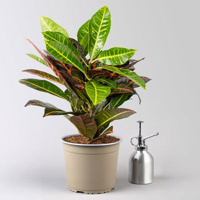 Wunderstrauch 'Petra', Topf-Ø 17 cm, Höhe ca. 40 cm, 2 Pflanzen Wunderstrauch 'Petra', Topf-Ø 17 cm, Höhe ca. 40 cm, 2 Pflanzen