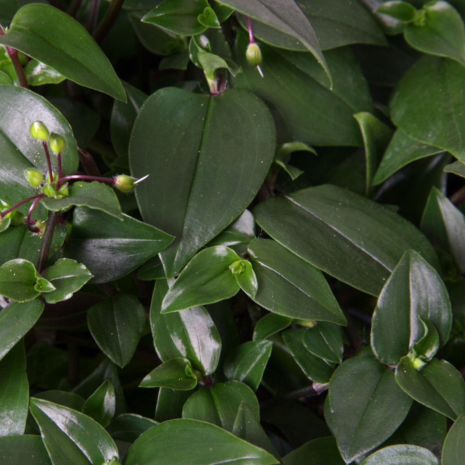 Grünpflanzen-Set Ampel-WG, Hängeampel-Ø 18 cm, 2 Pflanzen