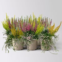 Knospenheide 'Beautybelle®', Mix zufällig, Topf-Ø 11 cm, 6 Pflanzen