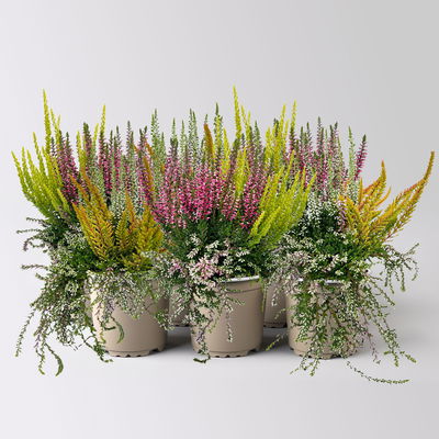 Knospenheide 'Beautybelle®', Mix zufällig, Topf-Ø 11 cm, 6 Pflanzen Knospenheide 'Beautybelle®', Mix zufällig, Topf-Ø 11 cm, 6 Pflanzen