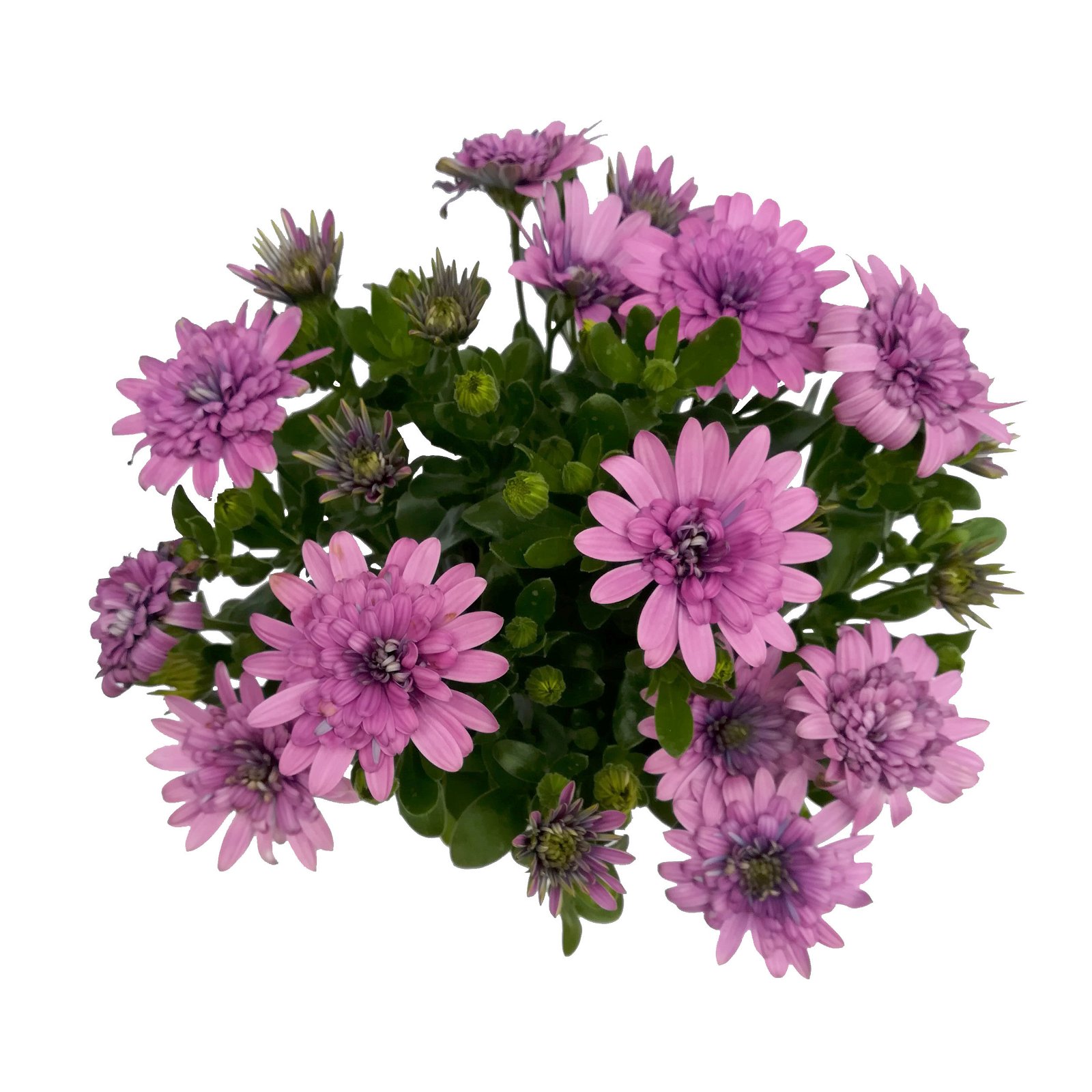 Kapkörbchen rosa/lila gefüllt, Topf-Ø 12 cm, 6er-Set