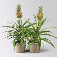 Zier-Ananas 'Amigo', Topf-Ø 12 cm, Höhe ca. 45 cm, 2 Pflanzen Zier-Ananas 'Amigo', Topf-Ø 12 cm, Höhe ca. 45 cm, 2 Pflanzen